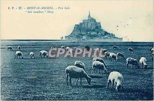 Ansichtskarte AK Mont St Michel Pres Sales Moutons