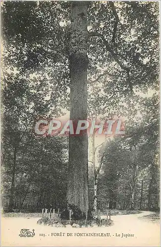 Cartes postales Foret de fontainebleau le jupiter