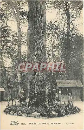 Cartes postales Foret de fontainebleau le jupiter