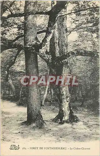 Cartes postales Foret de fontainebleau Le Chene Charme