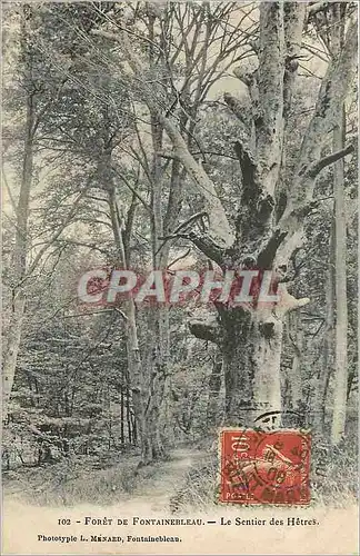 Cartes postales Foret de Fontainebleau le sentier des Hetres