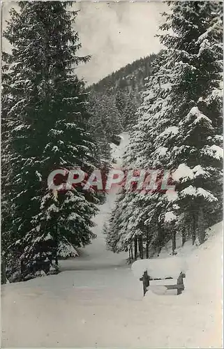 Cartes postales Vues du Jura Lajoux La Foret sous la neige