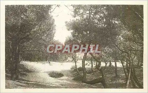 Cartes postales Le Touquet Paris Plage La Pinede et le Phare