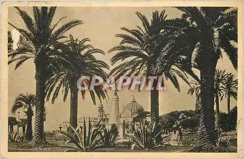 Cartes postales Nice Alpes Maritimes Groupe de Palmiers du Jardin Albert