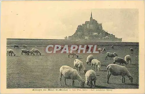 Ansichtskarte AK Abbaye du Mont St Michel Les Pres Sales Moutons