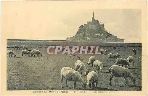 Cartes postales Abbaye du Mont St Michel Les Pres Sales Moutons