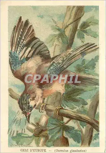 Cartes postales Geai d'Europe Garrulus glandarius