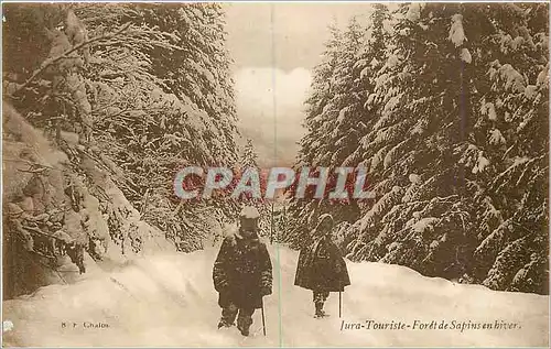 Cartes postales Jura Touriste Foret de Sapins en hiver