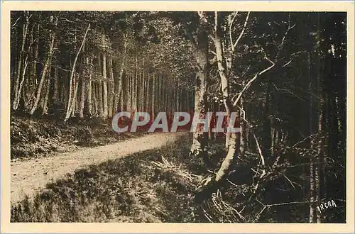 Cartes postales Mont Aigoual Route en foret