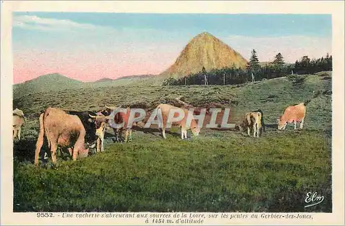 Ansichtskarte AK Une racherie s'abreurant aux sources de la Loire sur les pentes du Gerbier des Joncs Vache