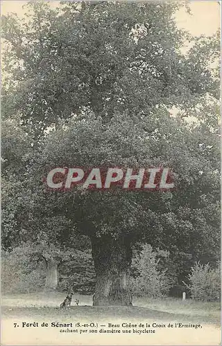 Cartes postales Foret de Senart S et O Beau Chene de la Croix de l'Ermitage
