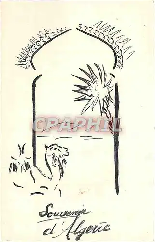 Cartes postales Souvenir d'Algerie Chameau