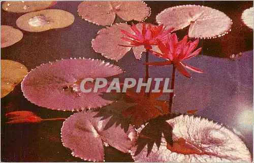 Cartes postales moderne The Lotus Water Lily National Bloom of Sri Lanka