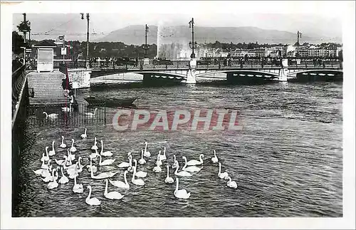 Cartes postales Geneve Le Lac Leman et le Jet d'Eau Cygnes