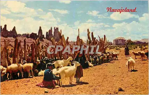 Moderne Karte Navajoland Navajo sheep herd Chevre