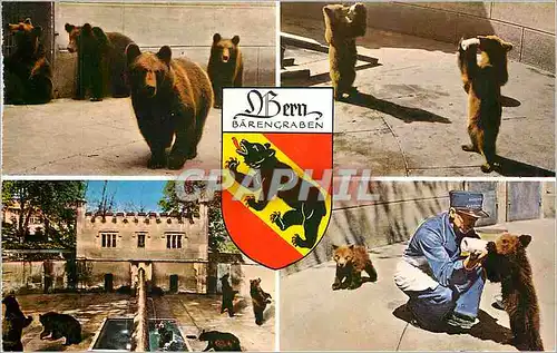 Cartes postales moderne Berne Der Barengraben La Fosse aux ours Bear Pits Ours