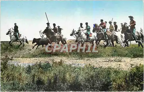 Cartes postales moderne En Camargue B du R Cardians emmenant un taureau a la ferrade Taureau Chevaux