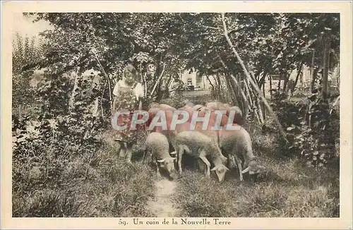 Ansichtskarte AK Un coin de la Nouvelle Terre Berger Moutons