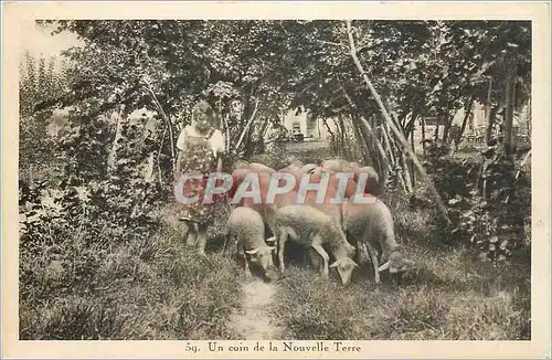Cartes postales Un coin de la Nouvelle Terre Berger Moutons