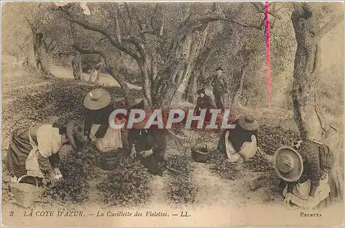 Cartes postales La Cote d'Azur La Cueillette des Violettes