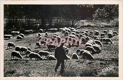 Moderne Karte Au pays Landais Pastorale Berger Moutons