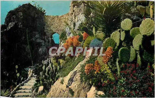 Cartes postales moderne Cote d'Azur Vieilles pierres et jardins Exotique