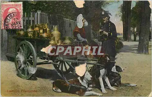 Cartes postales Laitiere Flamande Voiture a chiens