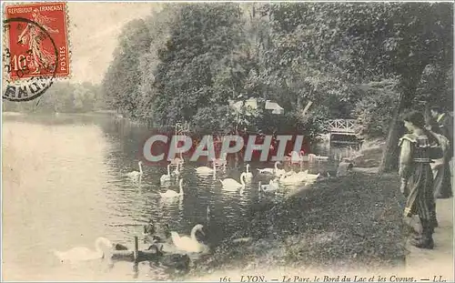 Cartes postales Lyon Le Parc le Bord du Lac et les Cygnes