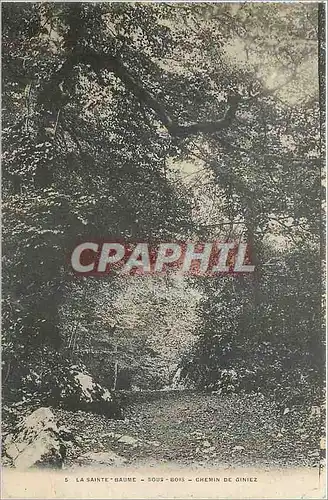 Cartes postales La Sainte Baume Sous Bois Chemin de Giniez