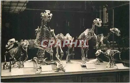 Cartes postales Museo National d'histoire Naturelle Jardin des Plantes Paris Grand Carnivores de l'epoque quater