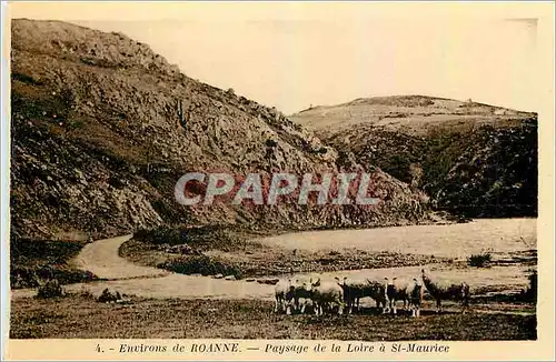 Cartes postales Environs de Roanne Paysage de la Loire et St Maurice Moutons