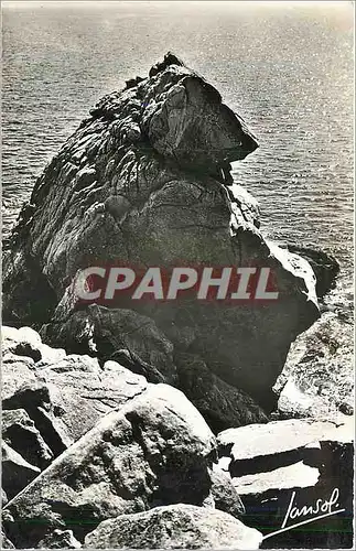 Cartes postales moderne La Cote d'Amour La Grande Coute L'Ours Polaire