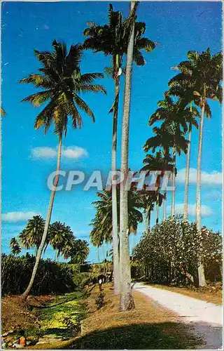 Cartes postales moderne Barbados Country Scene