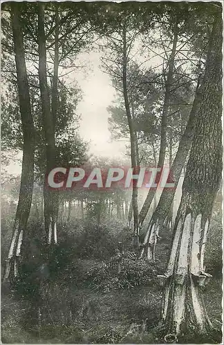 Cartes postales moderne Hossegor Landes Les pins gemmes a mort