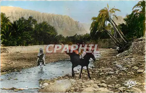 Cartes postales moderne Scenes et Types Dans la Riviere  Ane mule Afrique du Nord