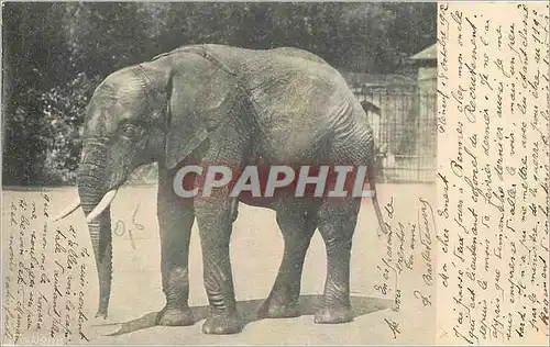 Cartes postales Elephant