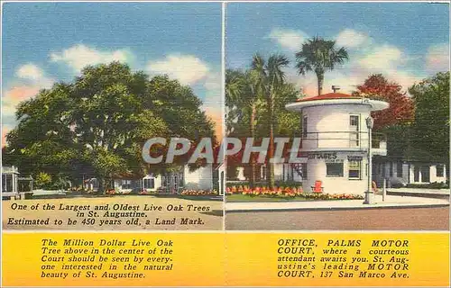 Cartes postales One of the Largest and Oldest Live Oak Trees in  St Augustine