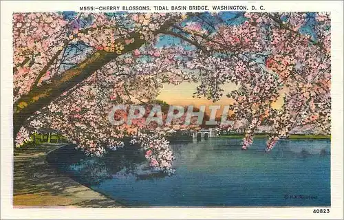 Cartes postales Cherry Blossoms Tidal Basin Bridge Washington DC