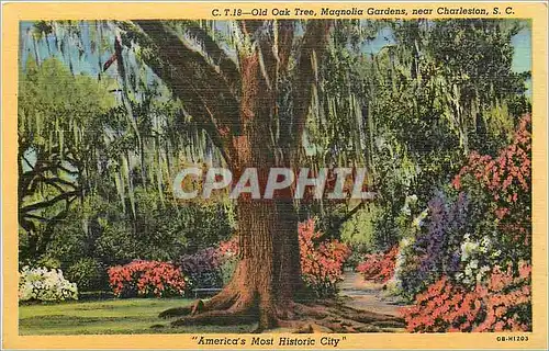 Ansichtskarte AK Old Oak Tree Magnolia Gardens near Charleston SC