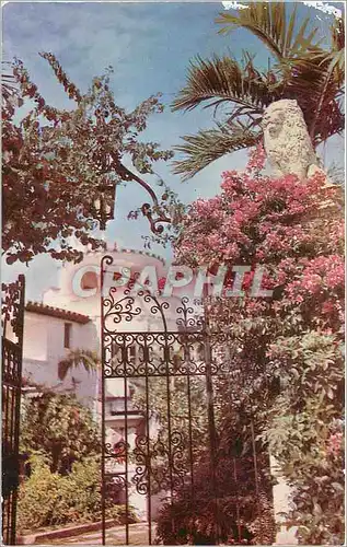 Cartes postales Blooming Bougainvilla on the gate of a Florida estate