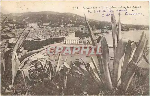 Cartes postales Cannes Vue prise entre les Aloes