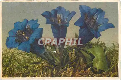 Cartes postales Gentiana acaulis