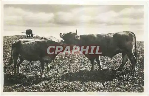Cartes postales Vaches Suisse