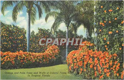 Cartes postales Orange and Palm Trees and Walls of Colorful Flame Vine in Tropical Florida