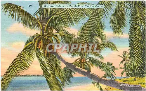Cartes postales Coconut Palms on South East Florida Coast