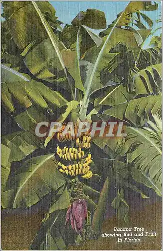 Cartes postales Banana Tree showing Bud and Fruit in Florida