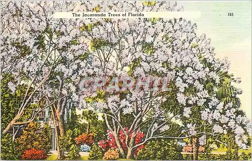 Cartes postales The Jacaranda Trees of Florida