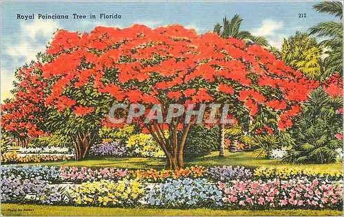 Cartes postales Royal Poinciana Tree in Florida
