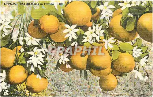 Ansichtskarte AK Grapefruit and Blossoms in Florida