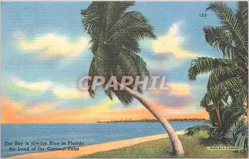 Cartes postales The Sky is always Blue in Florida The Land of the Coconut Palm